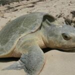 ΑΡΧΕΛΩΝ & TUI Turtle Aid Greece: 3 χρόνια επιτυχημένης δράσης για τις θαλάσσιες χελώνες στην Κρήτη
