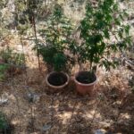 Κρήτη: Τρεις συλλήψεις για φυτείες κάνναβης και οπλοκατοχή | φωτο