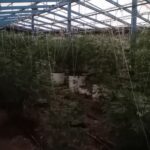 Χανιά: Συνελήφθη 60χρονος για νέα φυτεία κάνναβης – Κατασχέθηκαν 103 δενδρύλλια | φωτο