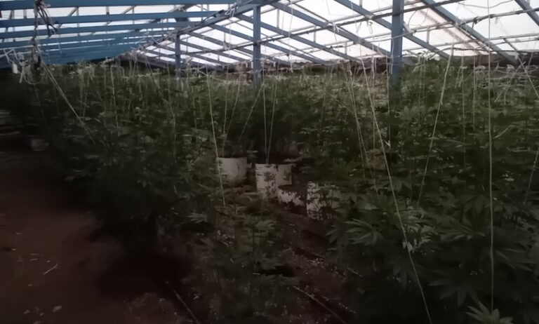 Χανιά: Συνελήφθη 60χρονος για νέα φυτεία κάνναβης – Κατασχέθηκαν 103 δενδρύλλια | φωτο