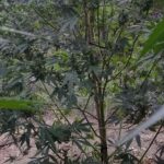 Κρήτη: Είχε δεκάδες δενδρύλλια στο χωράφι του (φώτο)