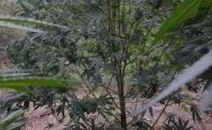 Κρήτη: Είχε δεκάδες δενδρύλλια στο χωράφι του (φώτο)