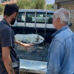 285 ζώα έλαβαν κτηνιατρική φροντίδα στο Δήμο Μινώα Πεδιάδος