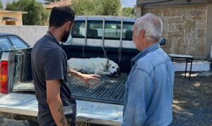 285 ζώα έλαβαν κτηνιατρική φροντίδα στο Δήμο Μινώα Πεδιάδος