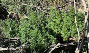 Κρήτη: Μεγάλη επιχείρηση της ΕΛ.ΑΣ. | Εντοπίστηκαν 17 χασισοφυτείες (φώτο)