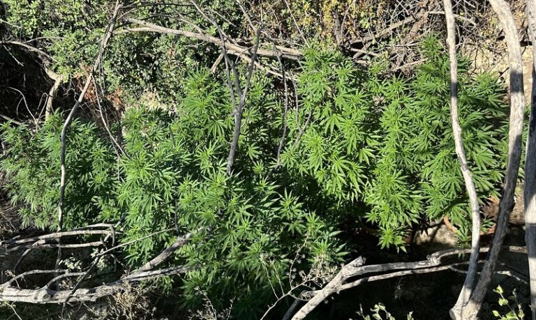 Κρήτη: Μεγάλη επιχείρηση της ΕΛ.ΑΣ. | Εντοπίστηκαν 17 χασισοφυτείες (φώτο)