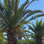 Σε εξέλιξη η φυτοπροστασία των φοινίκων στο Ρέθυμνο