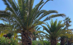 Σε εξέλιξη η φυτοπροστασία των φοινίκων στο Ρέθυμνο