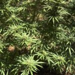 Δενδρύλλια κάνναβης είχε στην κατοχή του 63χρονος | Τι βρέθηκε στο σπίτι του (φώτο)