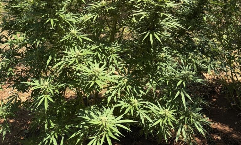 Δενδρύλλια κάνναβης είχε στην κατοχή του 63χρονος | Τι βρέθηκε στο σπίτι του (φώτο)