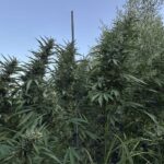 Χανιά: Συνελήφθη 24χρονος για τη φυτεία κάνναβης με 770 δενδρύλλια
