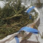 Κρήτη: Συνελήφθη 68χρονος για καλλιέργεια κάνναβης