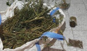 Κρήτη: Συνελήφθη 68χρονος για καλλιέργεια κάνναβης