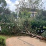 Δέντρο έπεσε σε διάδρομο του Δημοτικού Κήπου Χανίων