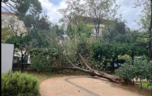Δέντρο έπεσε σε διάδρομο του Δημοτικού Κήπου Χανίων