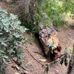Ρέθυμνο: Τι απαντά ο Δήμος για το περιστατικό στον Δημοτικό Κήπο