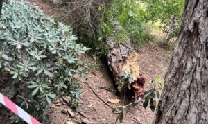 Ρέθυμνο: Τι απαντά ο Δήμος για το περιστατικό στον Δημοτικό Κήπο