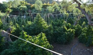 Χανιά: Εντοπίστηκε μεγάλη φυτεία με 770 δενδρύλλια κάνναβης
