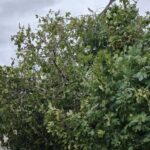 Χανιά: Συκιά ξεριζώθηκε από το βάρος των καρπών και έκλεισε τον δρόμο (φώτο)