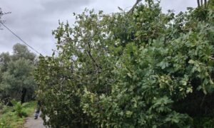 Χανιά: Συκιά ξεριζώθηκε από το βάρος των καρπών και έκλεισε τον δρόμο (φώτο)