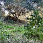 Κρήτη: Τους έπιασαν την ώρα που φρόντιζαν τα χασισόδεντρα (φώτο)