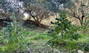 Κρήτη: Τους έπιασαν την ώρα που φρόντιζαν τα χασισόδεντρα (φώτο)